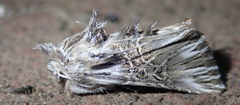 Omphalophana serrata