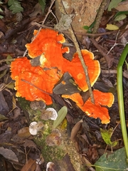 Trametes sanguinea