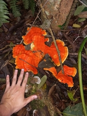 Trametes sanguinea
