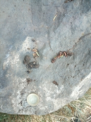 Bassariscus astutus