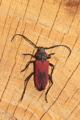 Purpuricenus kaehleri