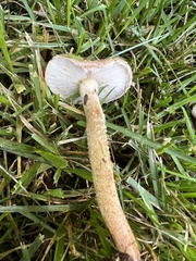 Pholiota angustipes