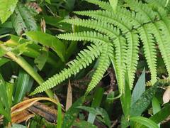 Pteris arisanensis