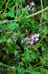 Fumaria bastardii