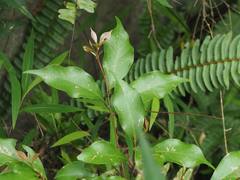 Cinnamomum philippinense