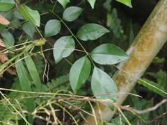 Zanthoxylum avicennae