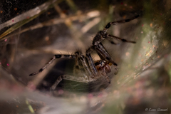 Agelenopsis aperta