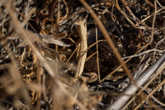 Litaneutria pacifica