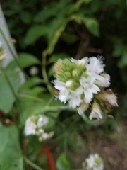 Sidalcea malachroides