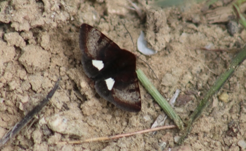 Boreal Gem Moth
