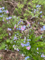 Hackelia velutina