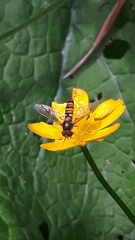 Episyrphus balteatus