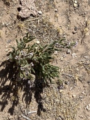 Phacelia integrifolia integrifolia