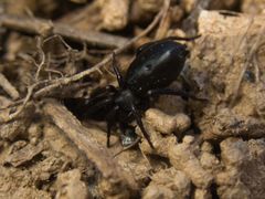 Drassyllus