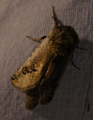 Parahypopta caestrum