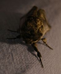 Parahypopta caestrum