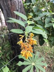 Cestrum lorentzianum