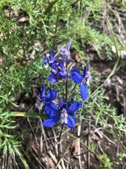Delphinium sutherlandii