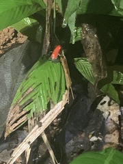 Oophaga granulifera