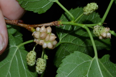 Ciboria carunculoides