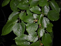 Ciboria carunculoides