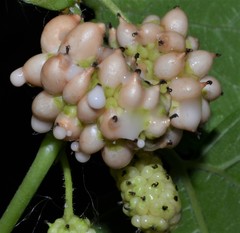 Ciboria carunculoides