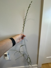 Lolium perenne perenne