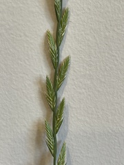 Lolium perenne perenne