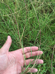 Schedonnardus paniculatus