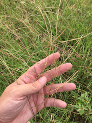 Schedonnardus paniculatus