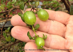 Salpichroa tristis