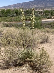Yucca elata