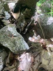 Tanyptera