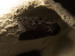 Lycophotia molothina