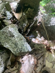 Tanyptera