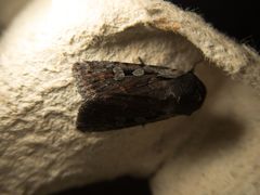 Lycophotia molothina