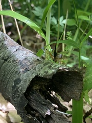 Tanyptera