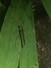 Pseudophasma unicolor