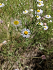 Erigeron divergens