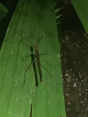 Pseudophasma unicolor