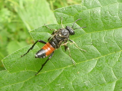Macrophya militaris