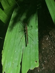 Pseudophasma unicolor