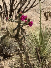 Cylindropuntia imbricata