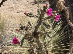 Cylindropuntia imbricata