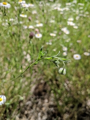Erigeron divergens