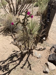 Cylindropuntia imbricata