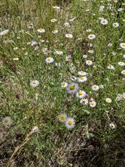 Erigeron divergens