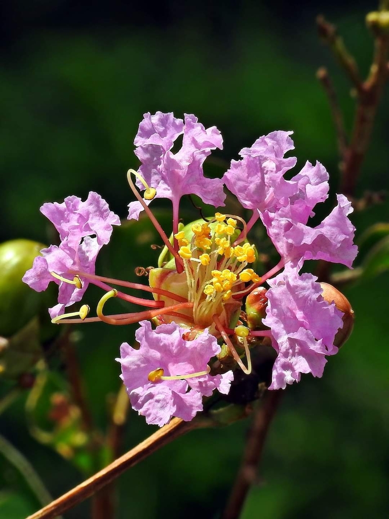 Lagerstroemia indica