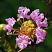 Lagerstroemia indica - Photo (c) Rich_Yang, μερικά δικαιώματα διατηρούνται (CC BY-NC), uploaded by Rich_Yang
