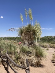 Yucca elata
